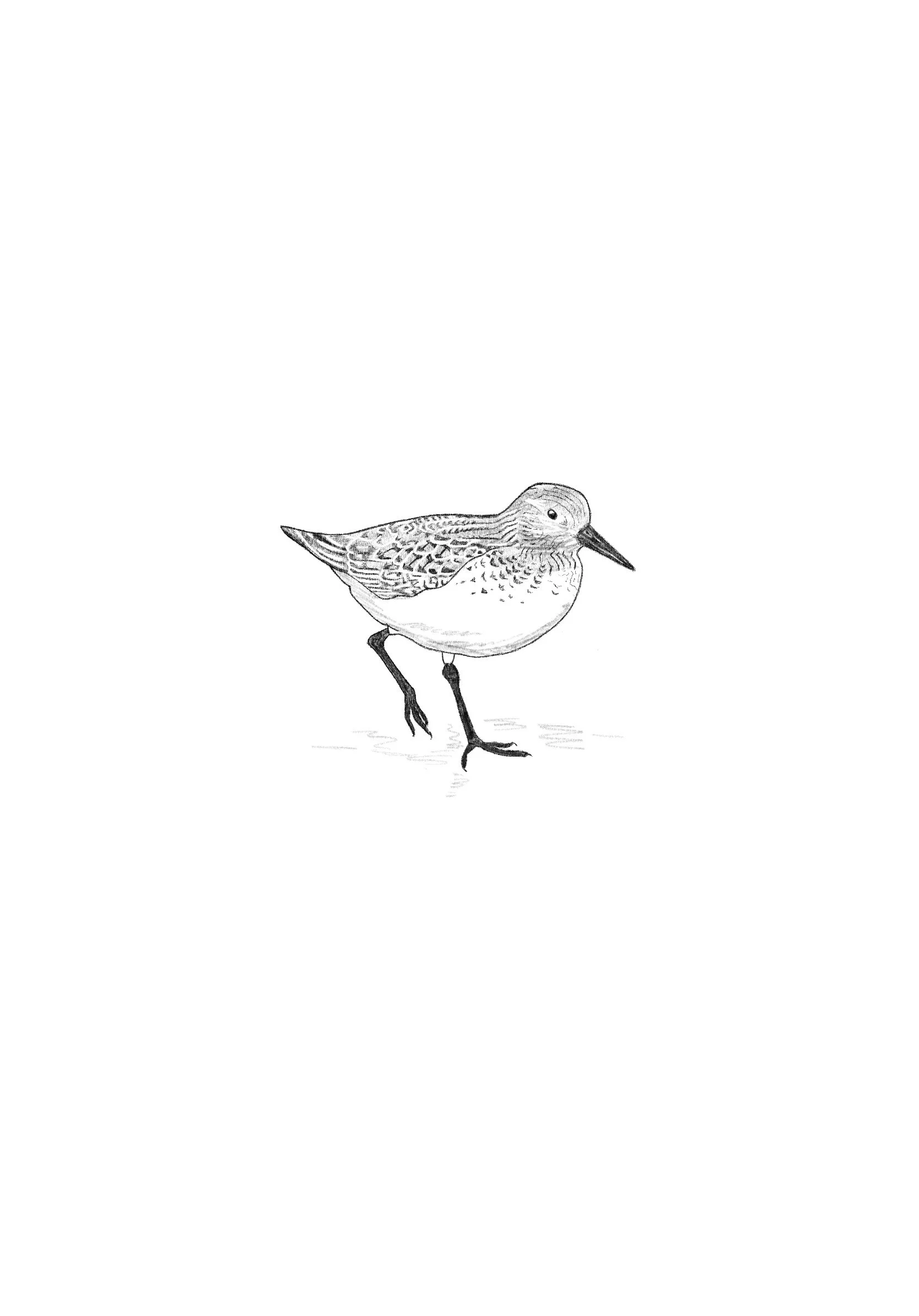Sanderling
