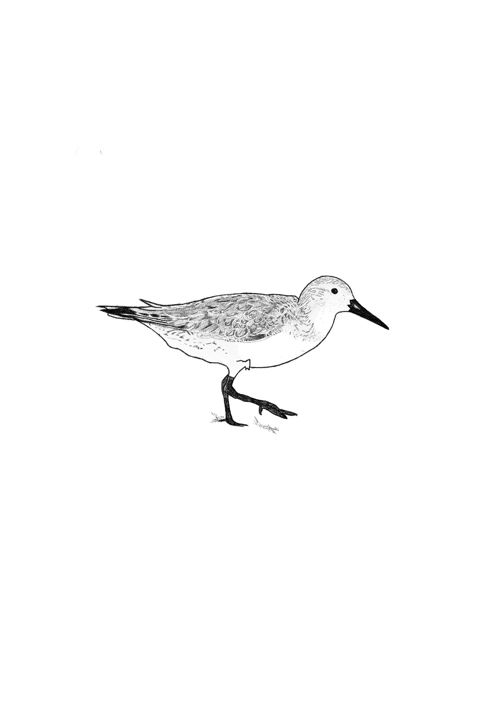 Red Knot
