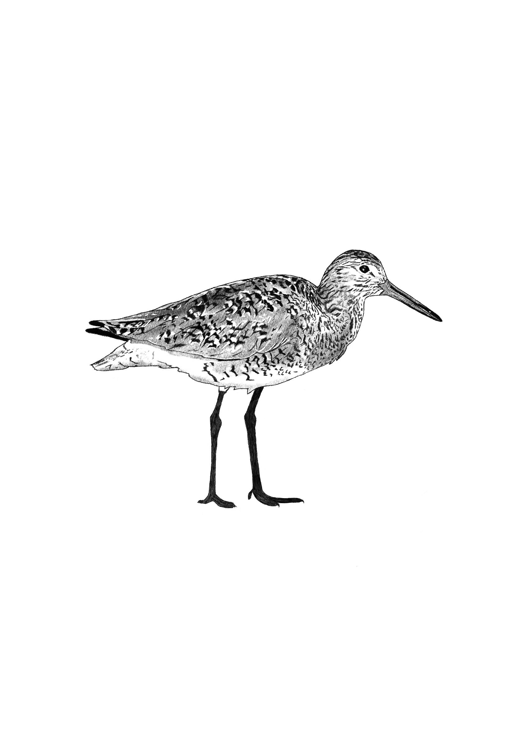 Willet 2.jpg