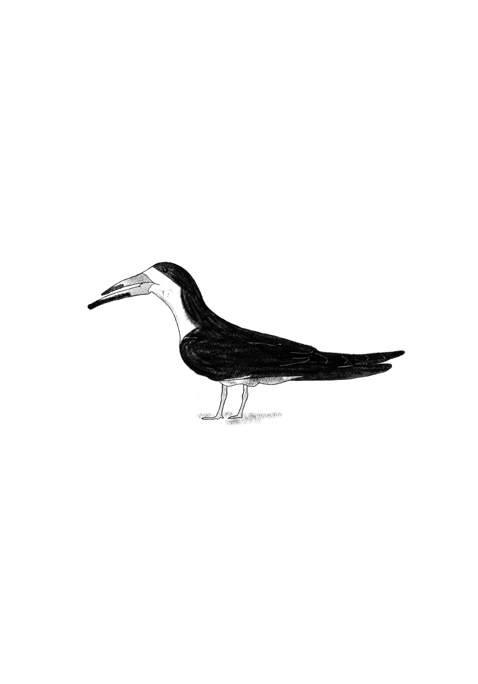 Black Skimmer