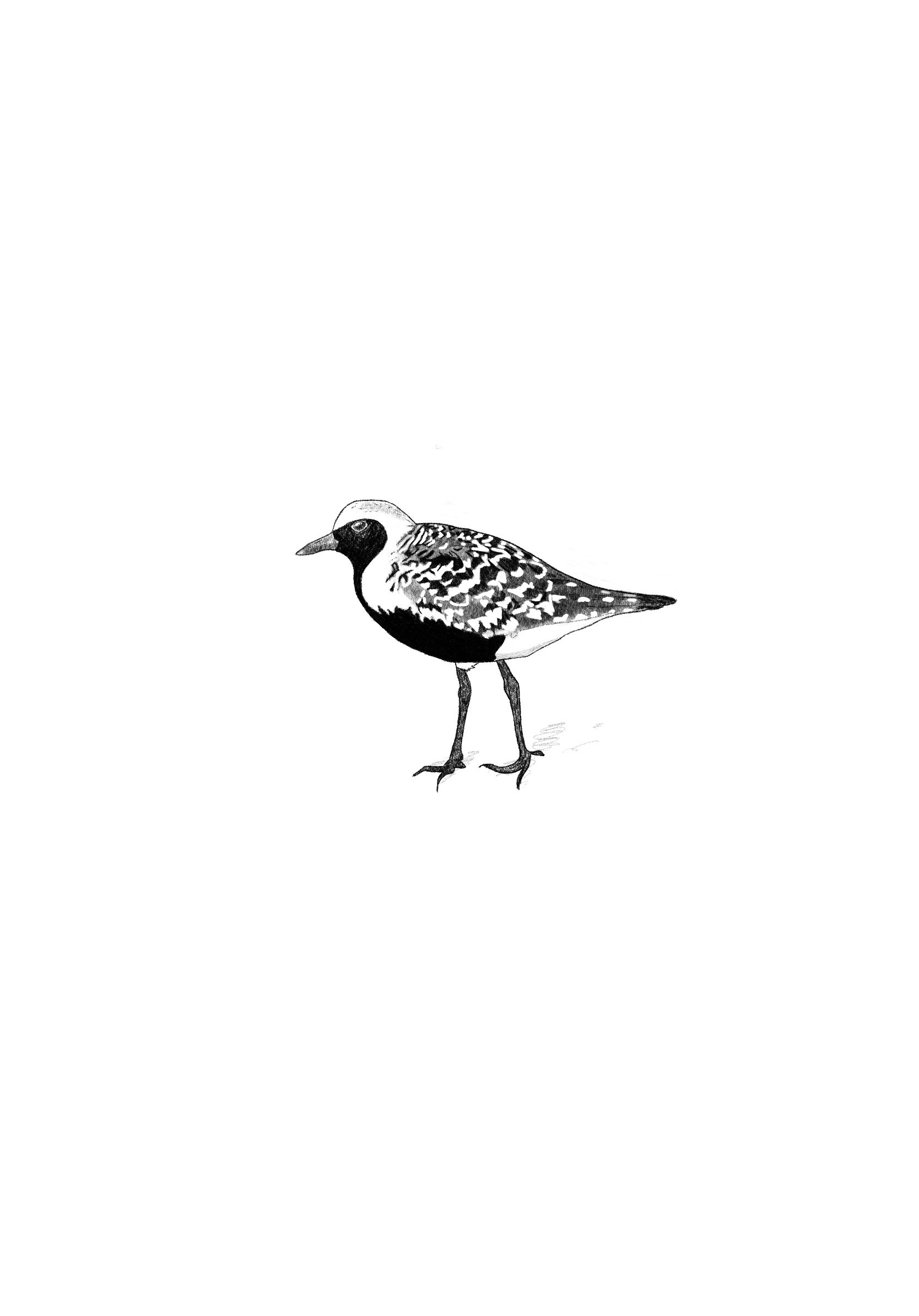 Black-bellied Plover