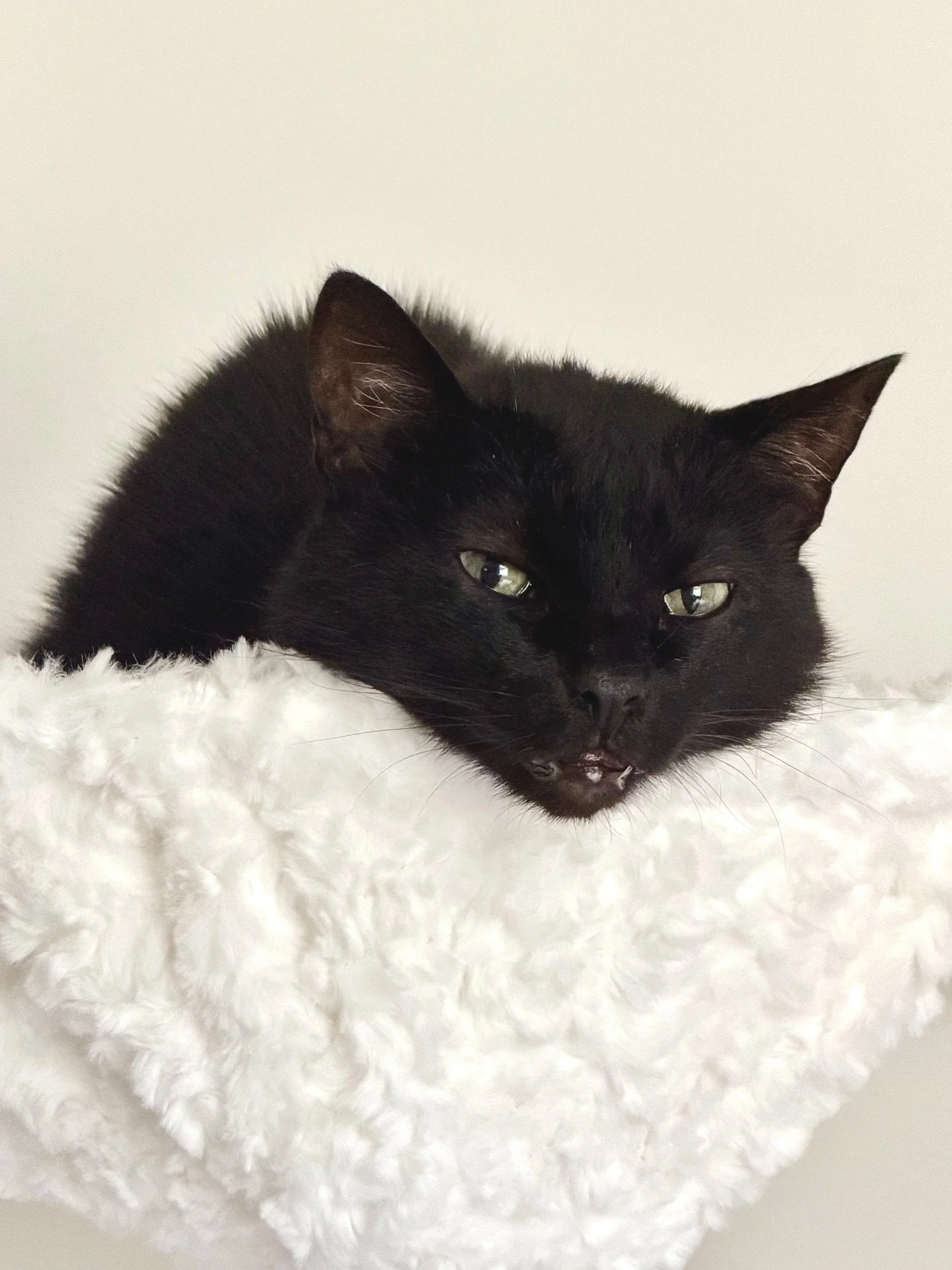 Close-up of a black cat lying on a fluffy white surface, with one eye half-closed.