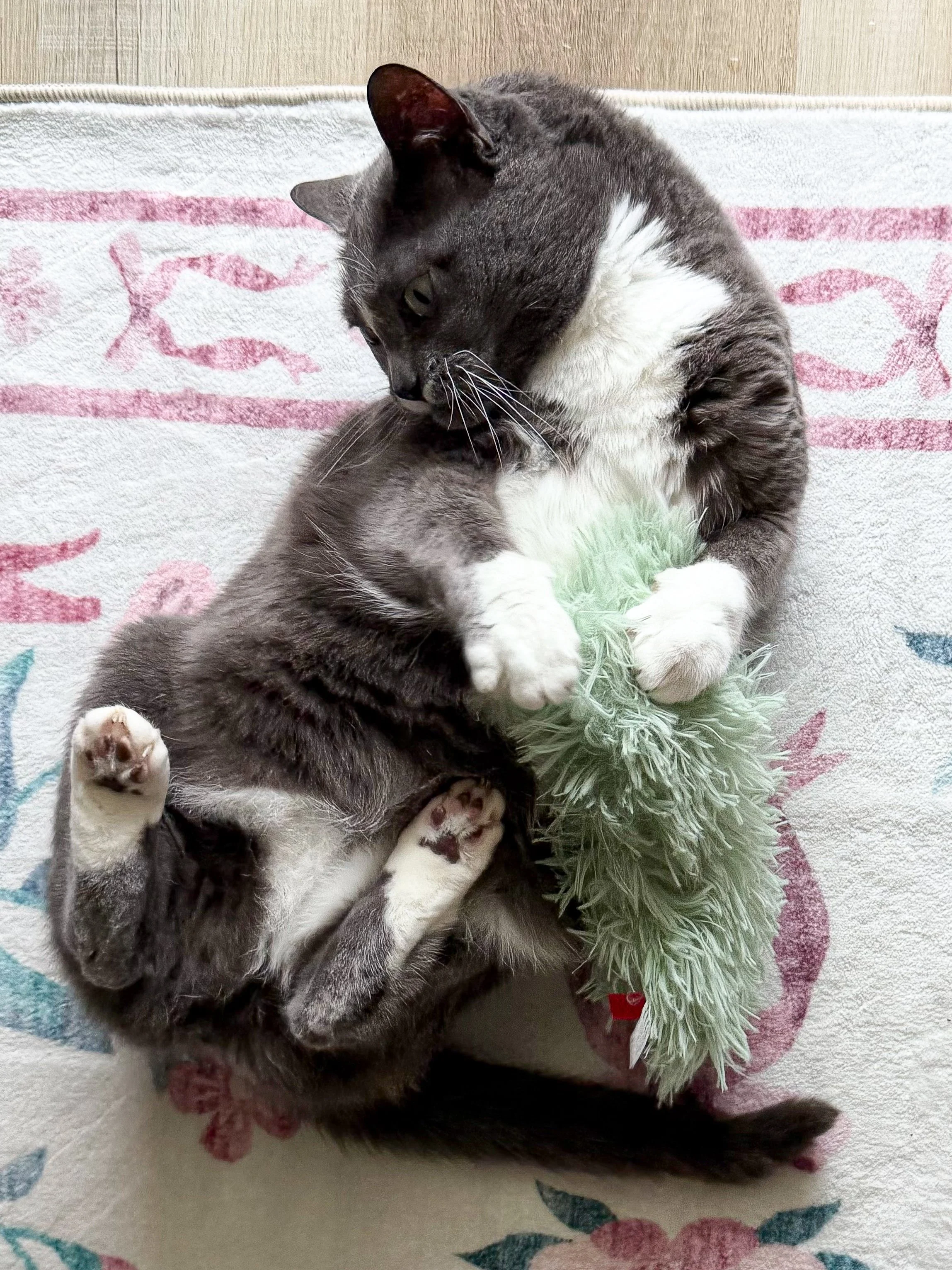 A gray and white cat playing with a green fuzzy toy on a white blanket with floral patterns.