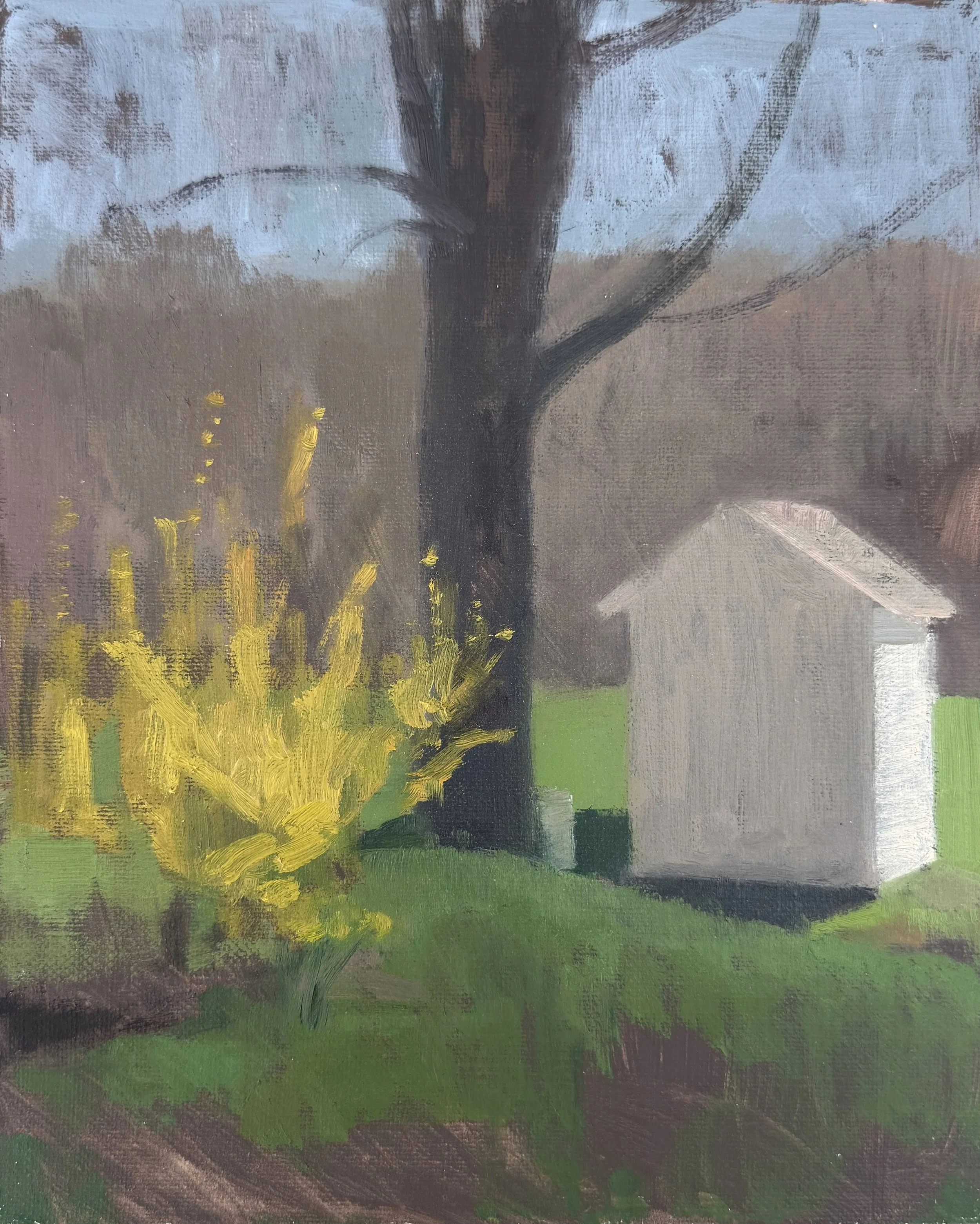 forsythia.jpg