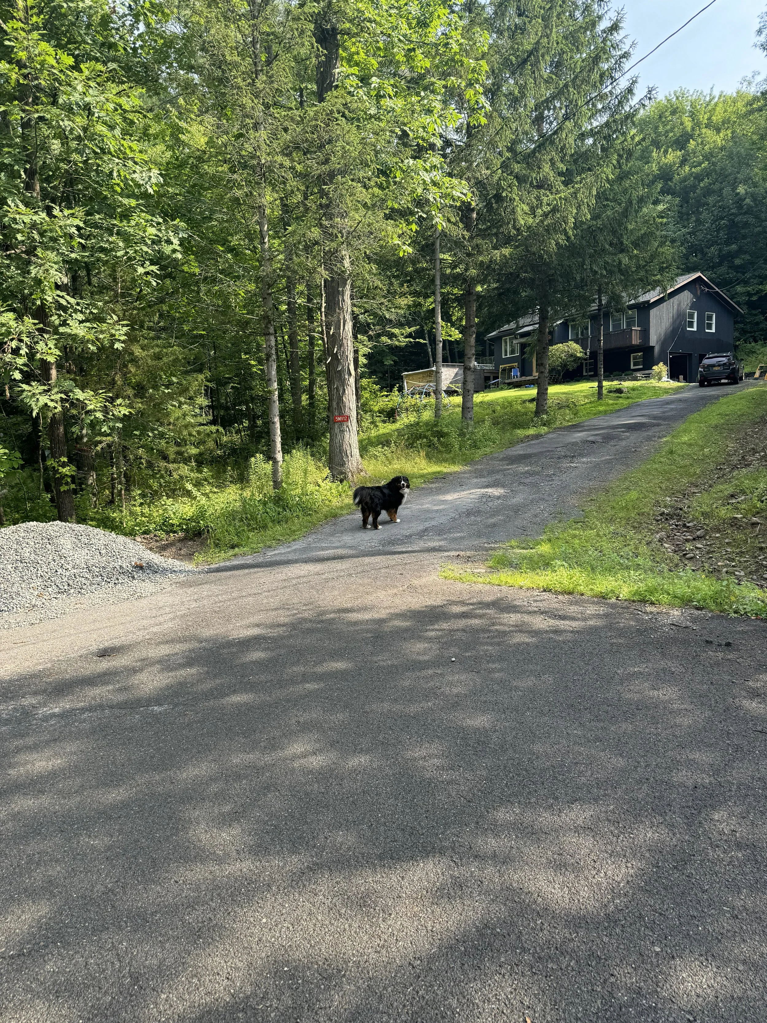 dog.jpg