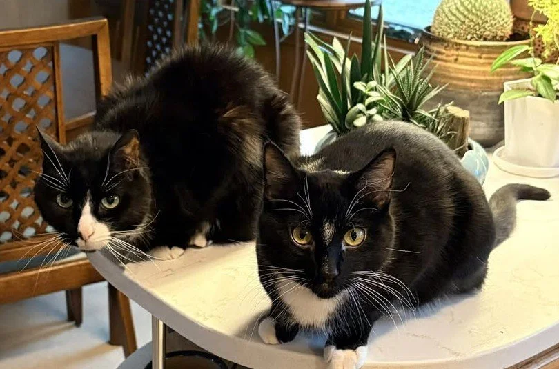 Cats