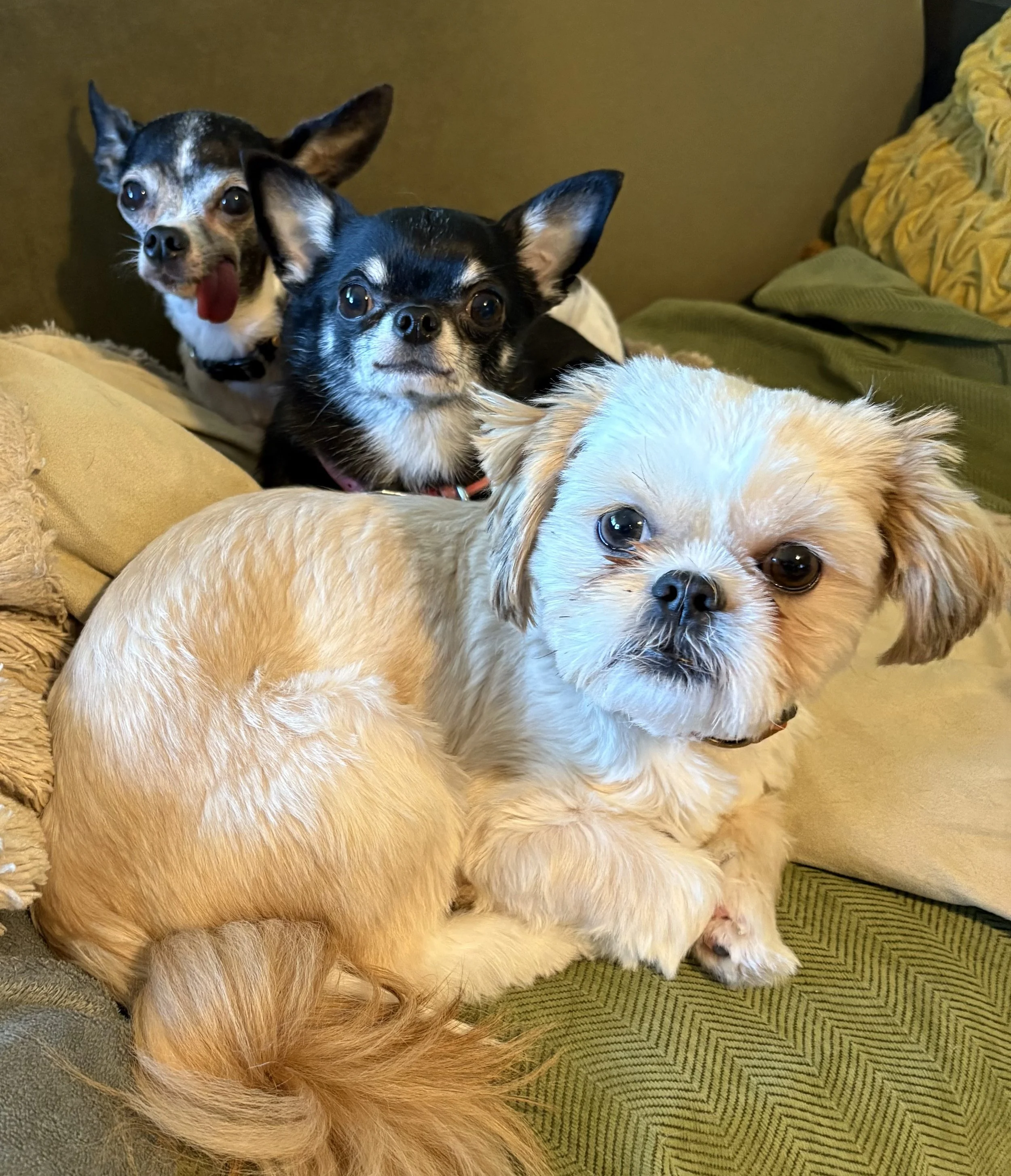 Dogs