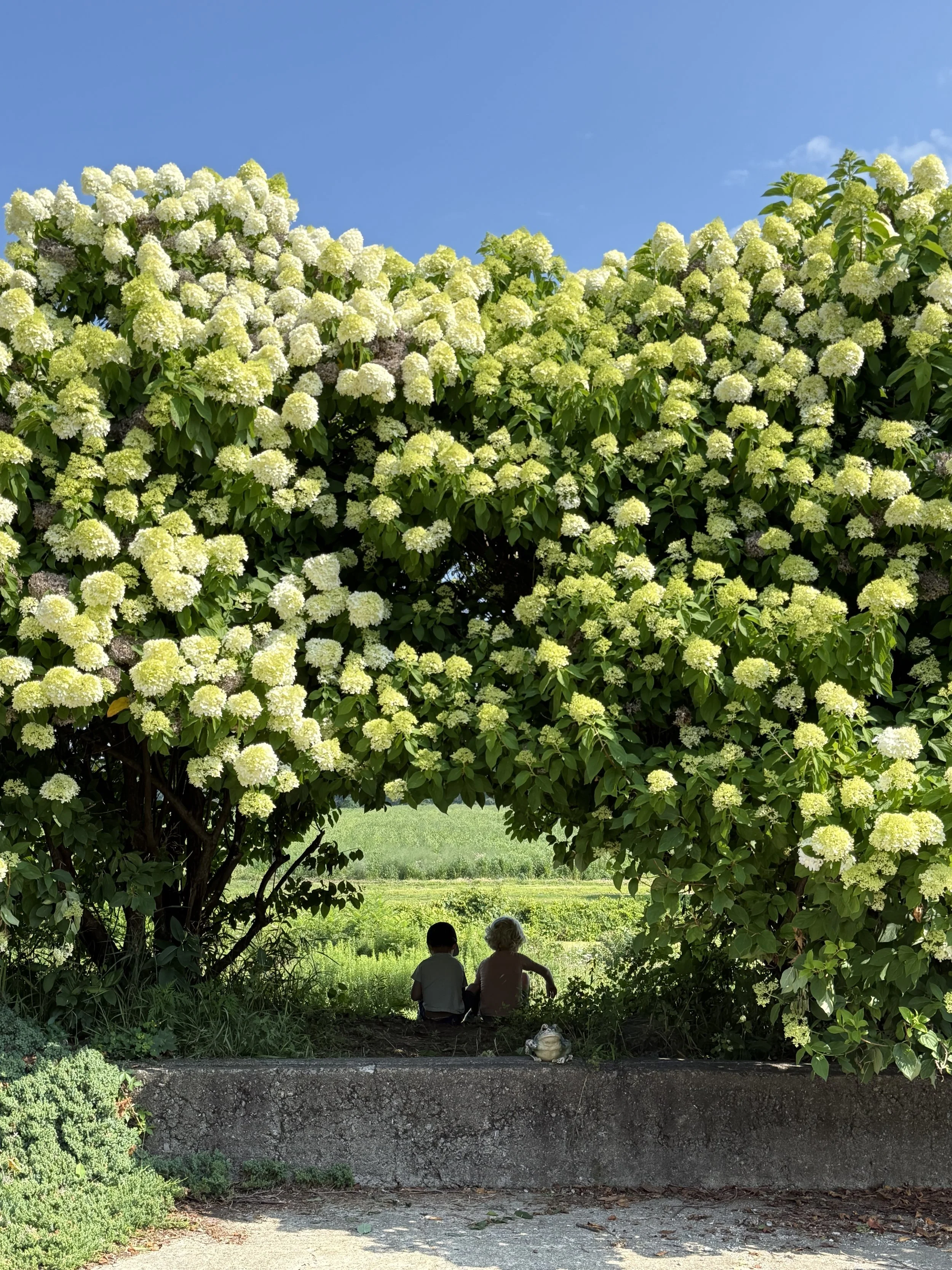 hydrangea