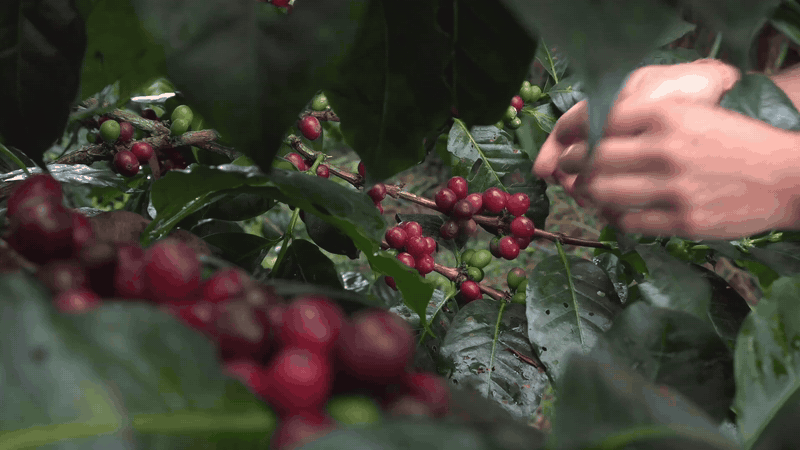 Coffee with purpose