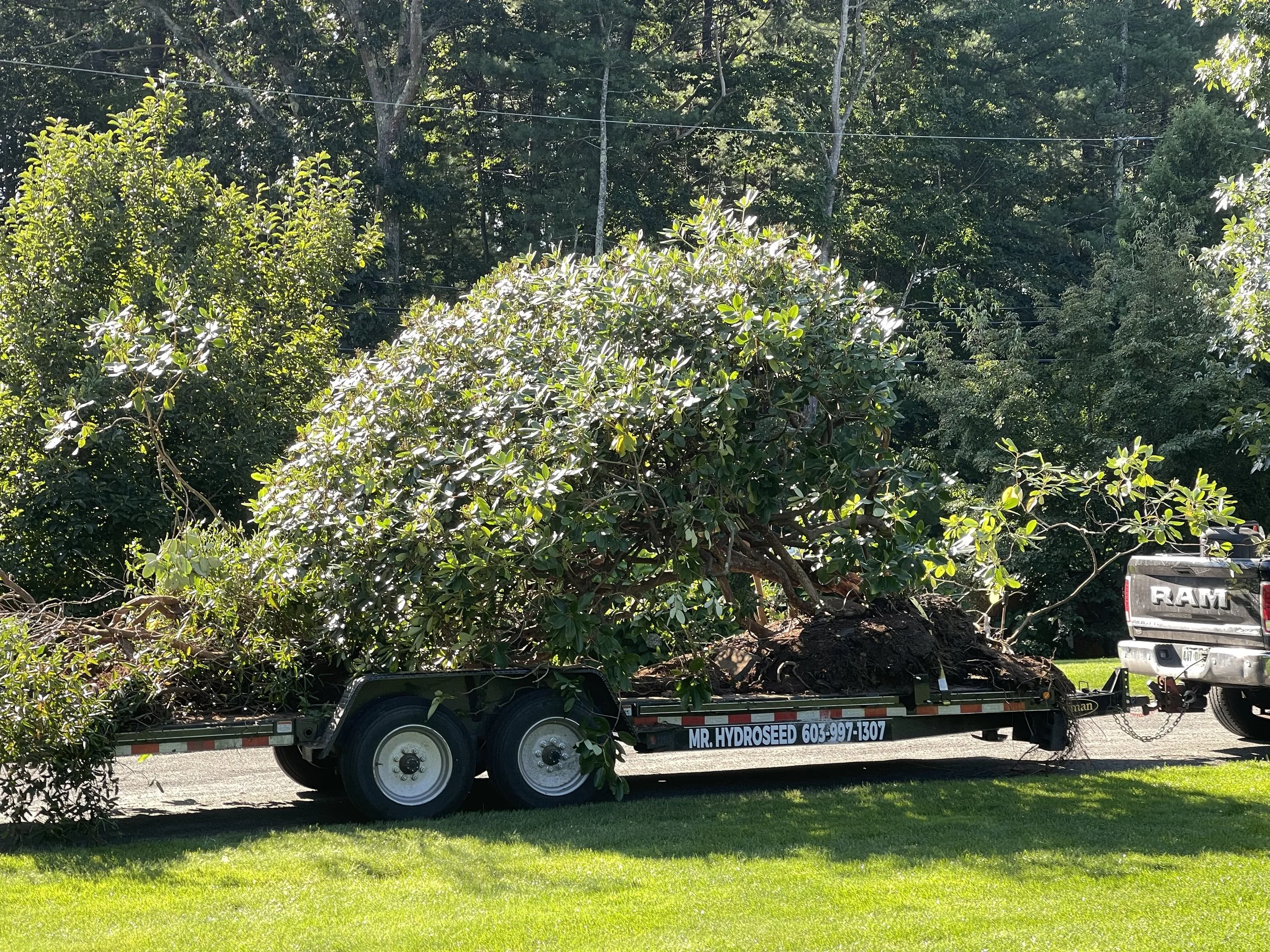 A truck trailer transporting a large uprooted bush or tree with green leaves and branches. The trailer has a sign with contact information for Mr. Hydroseed.