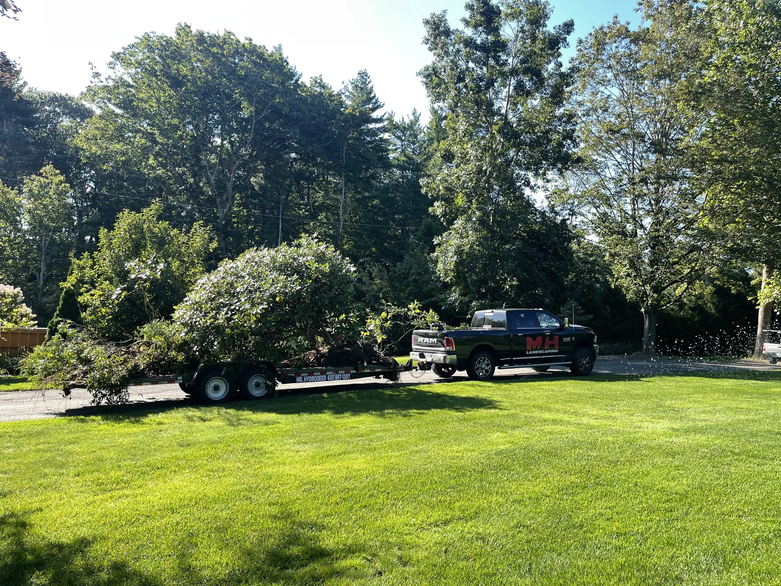 A tree-filled outdoor scene with a black RAM pickup truck and a trailer carrying cut tree branches on a sunny day.