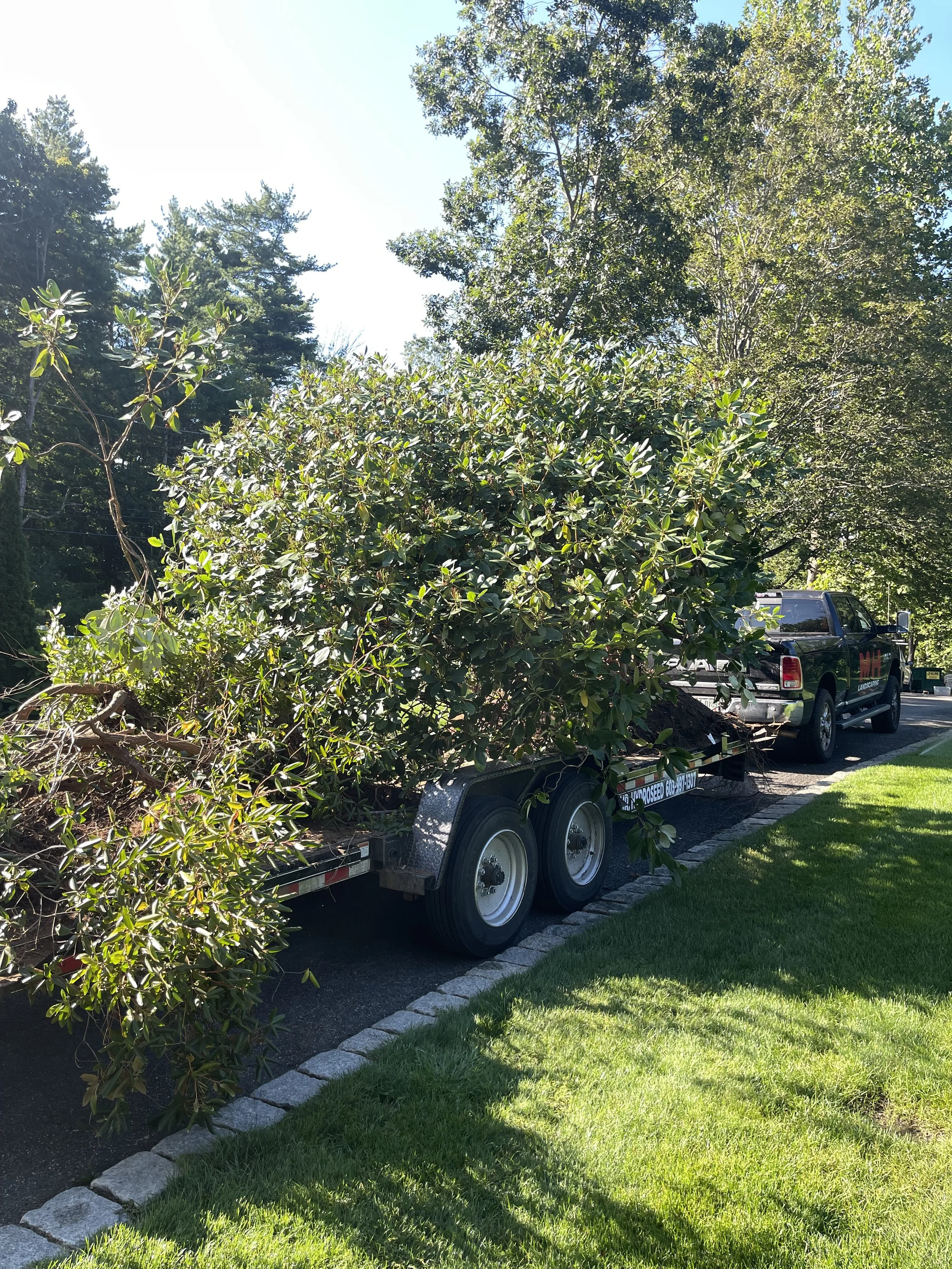 A flatbed trailer carrying a large pile of trimmed tree branches and foliage parked next to a black pickup truck on a residential street, with a well-maintained grassy lawn and trees in the background.
