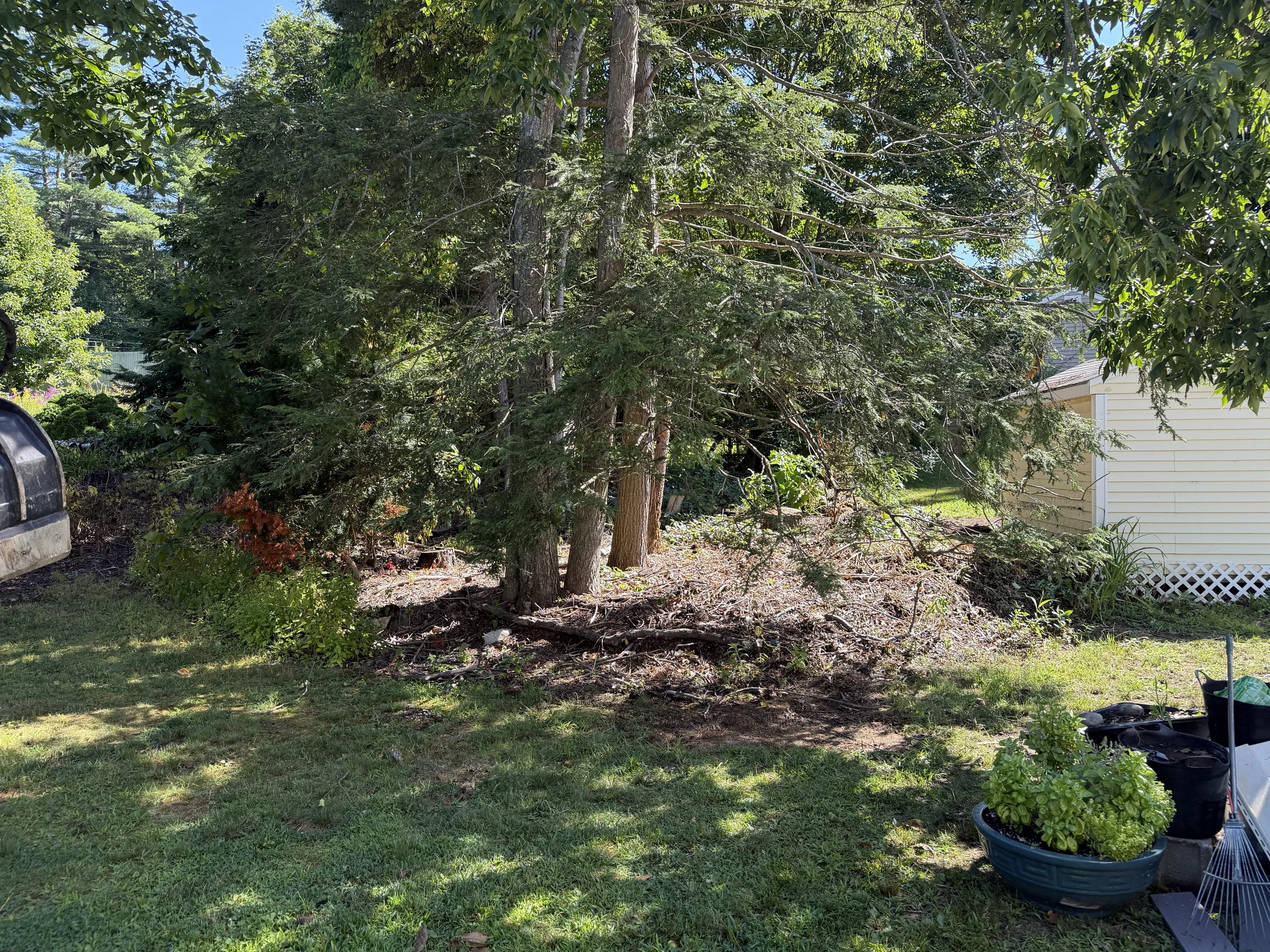 A suburban backyard with a large pine tree, green grass, and a yellow house. Gardening supplies and potted plants are visible on the right side.