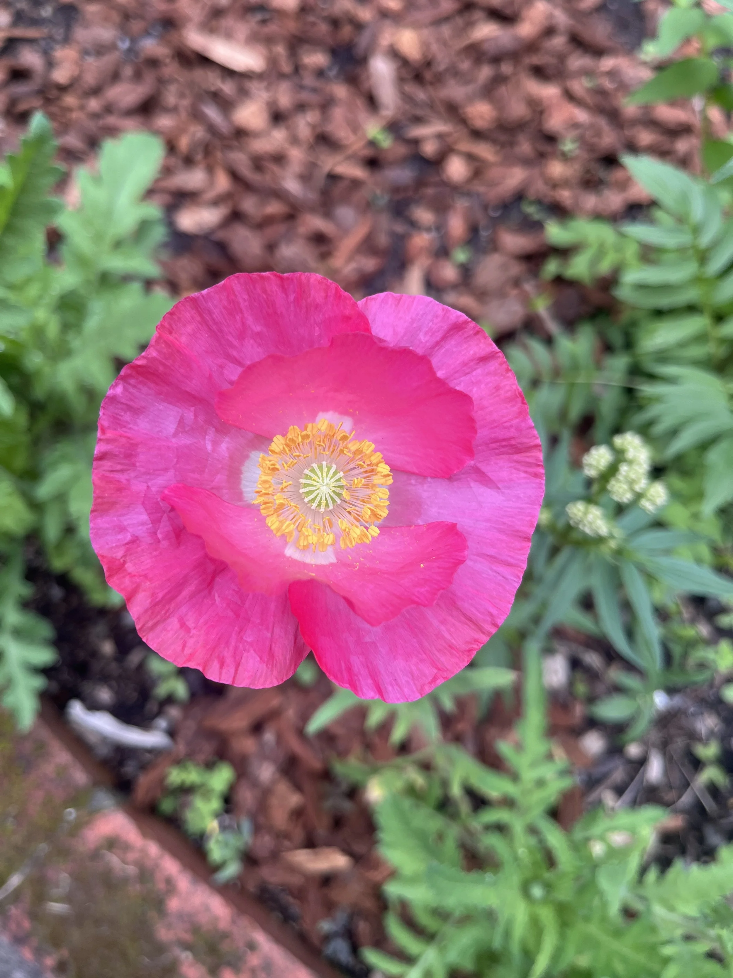 Close-up of a bright pink poppy flower with yellow and white center, green foliage, and brown mulch or soil background.