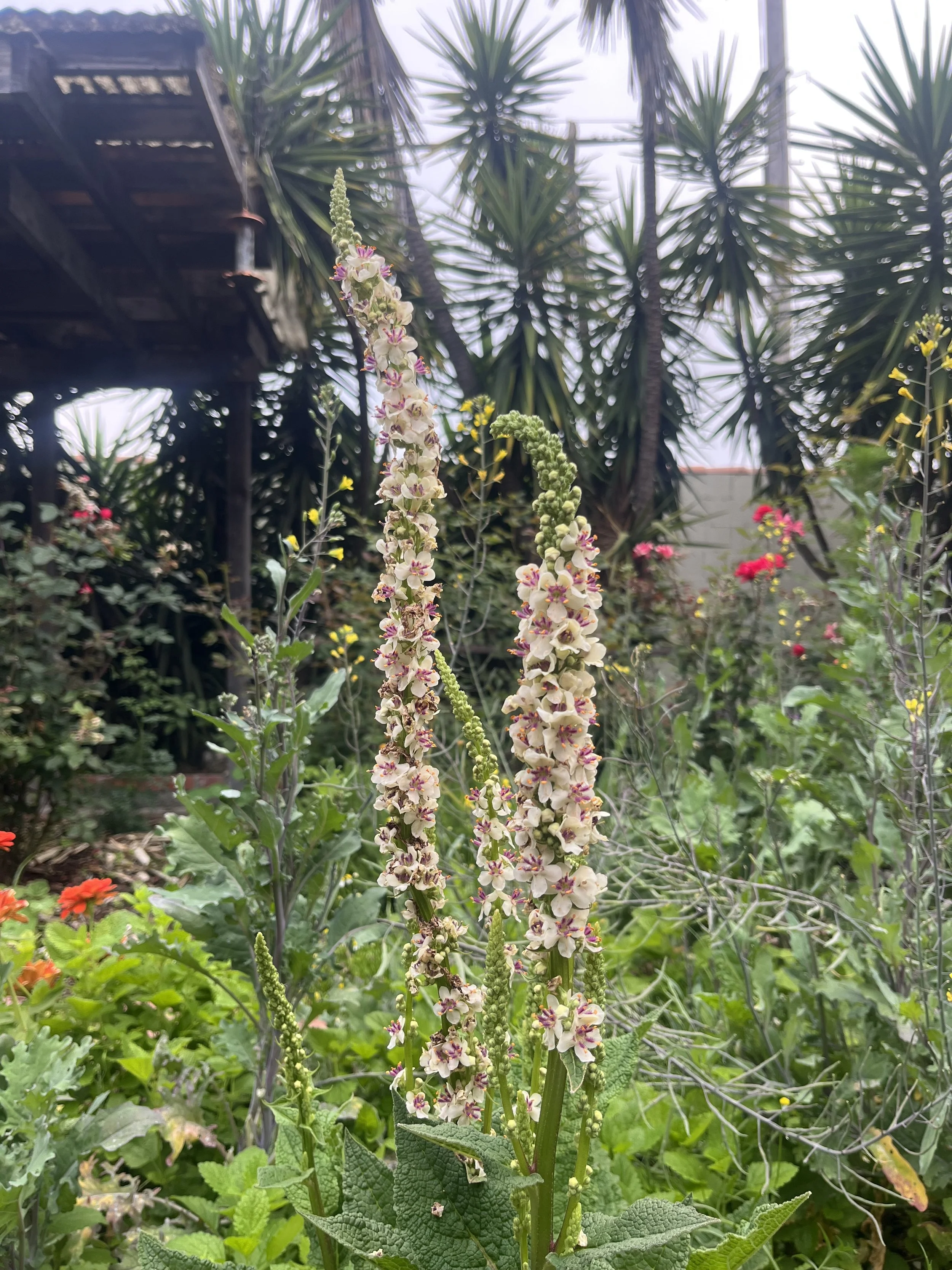 Tall flowering plant with multiple small white flowers with purple and pink markings, surrounded by green leaves and other garden plants.