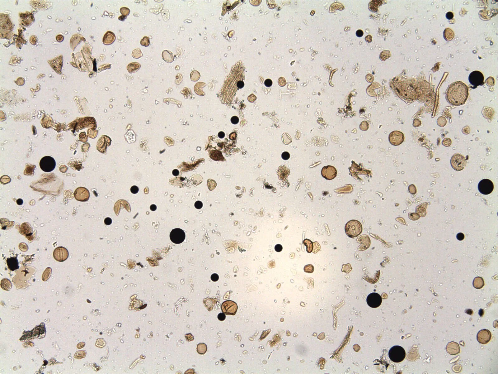Pollen grains and Palynospheres (2 sizes) (x100 mag)