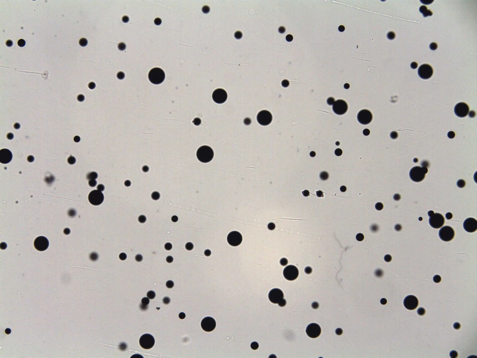 Palynospheres (2 sizes) (x100 mag)