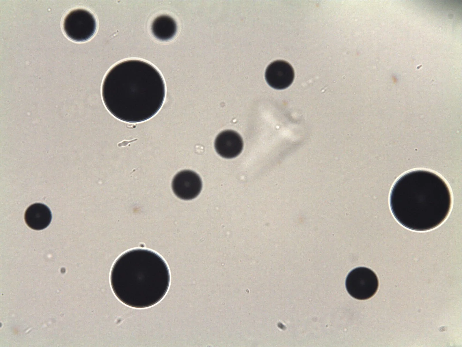 Palynospheres (2 sizes) (x400 mag)