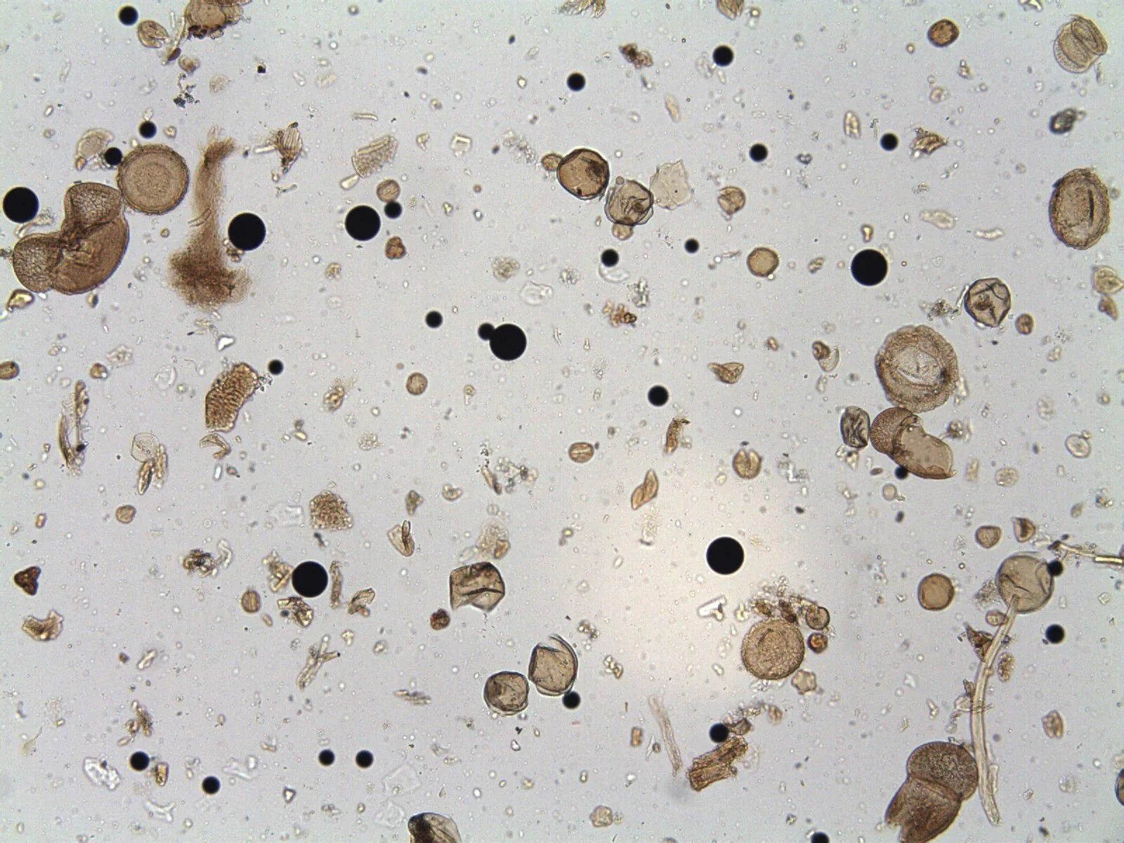 Pollen grains and Palynospheres (2 sizes) (x100 mag)