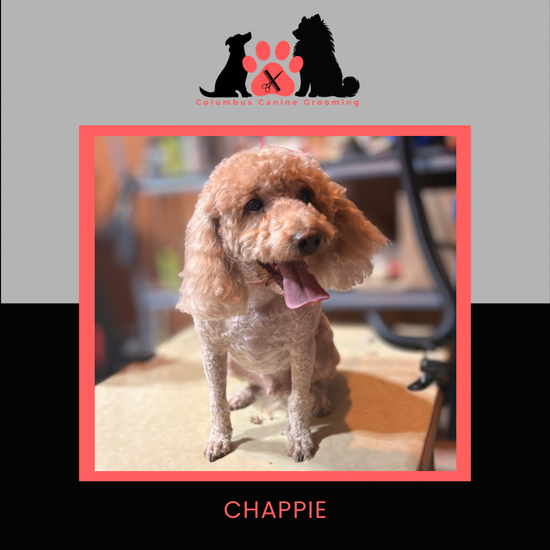 Columbus Canine Grooming temp 3 - 36.PNG