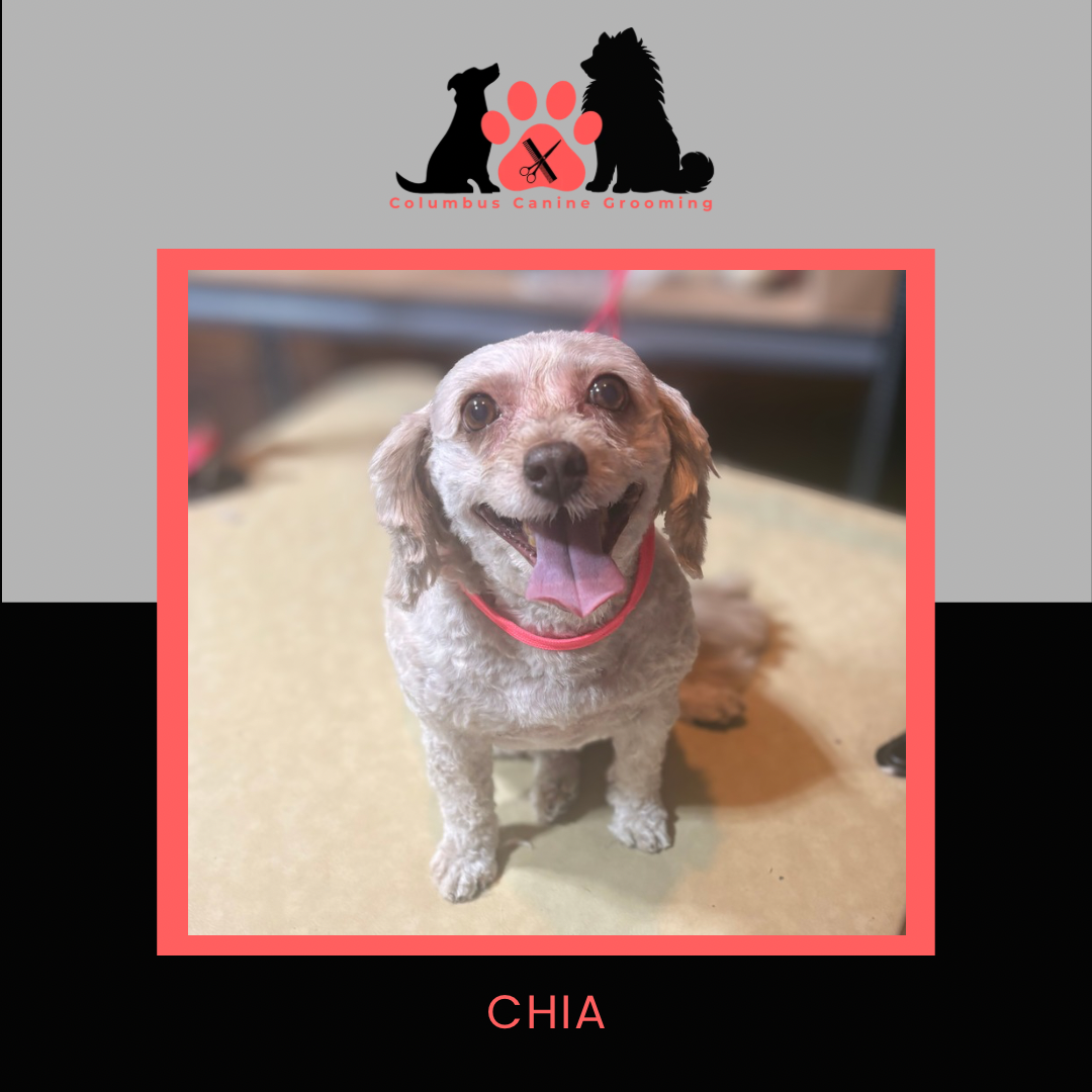 Columbus Canine Grooming temp 3 - 15.PNG