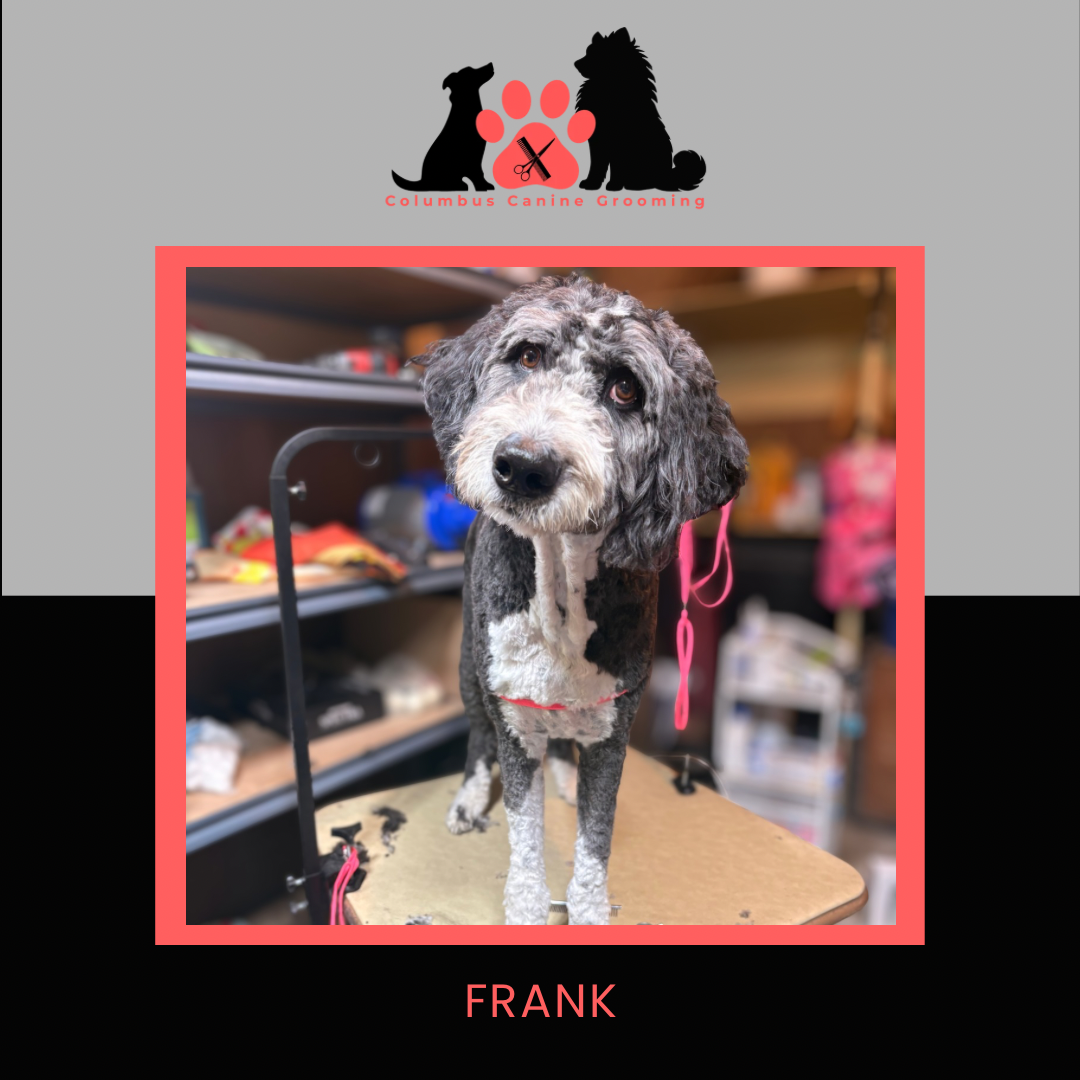 Columbus Canine Grooming temp 3 - 17.PNG