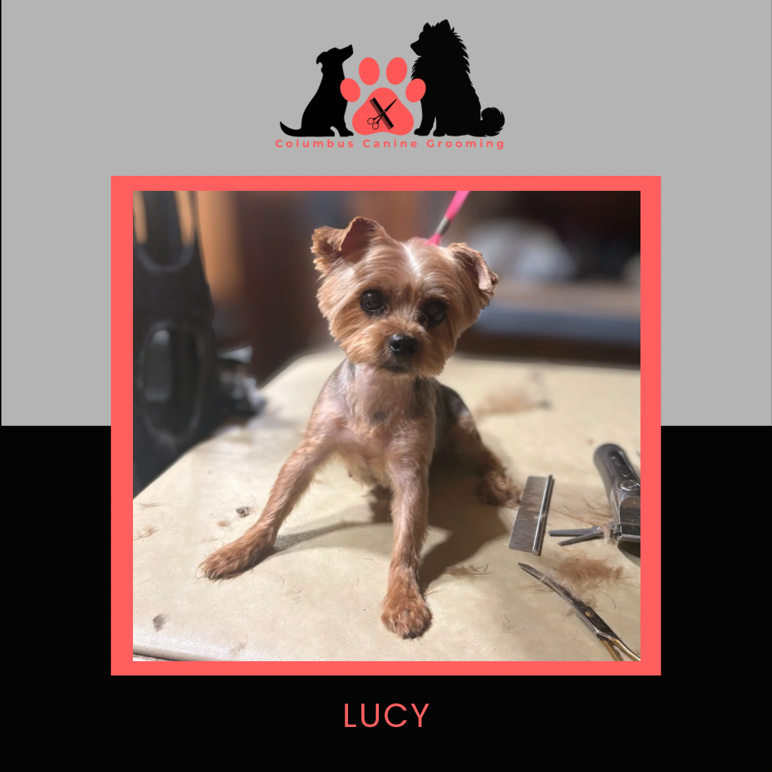 Columbus Canine Grooming temp 3 - 47.PNG