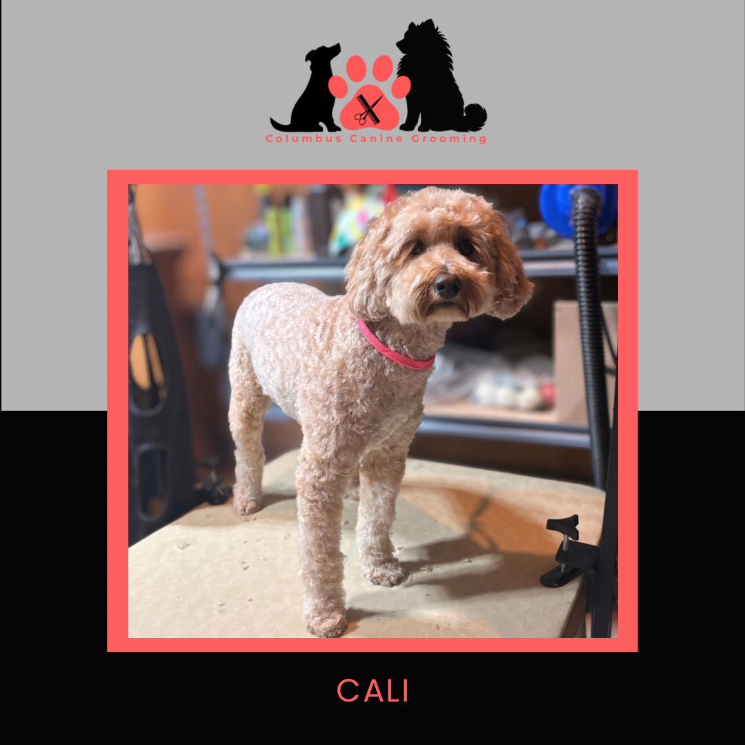 Columbus Canine Grooming temp 3 - 35.PNG