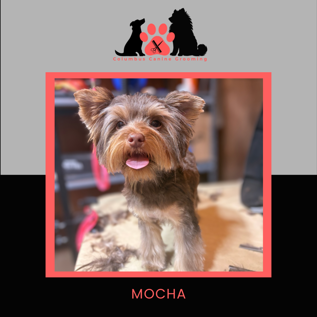 Columbus Canine Grooming temp 3 - 8.PNG