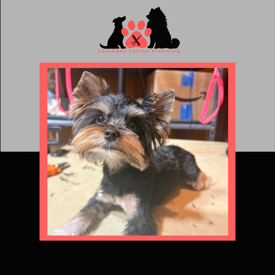 Columbus Canine Grooming temp 3 - 10.PNG