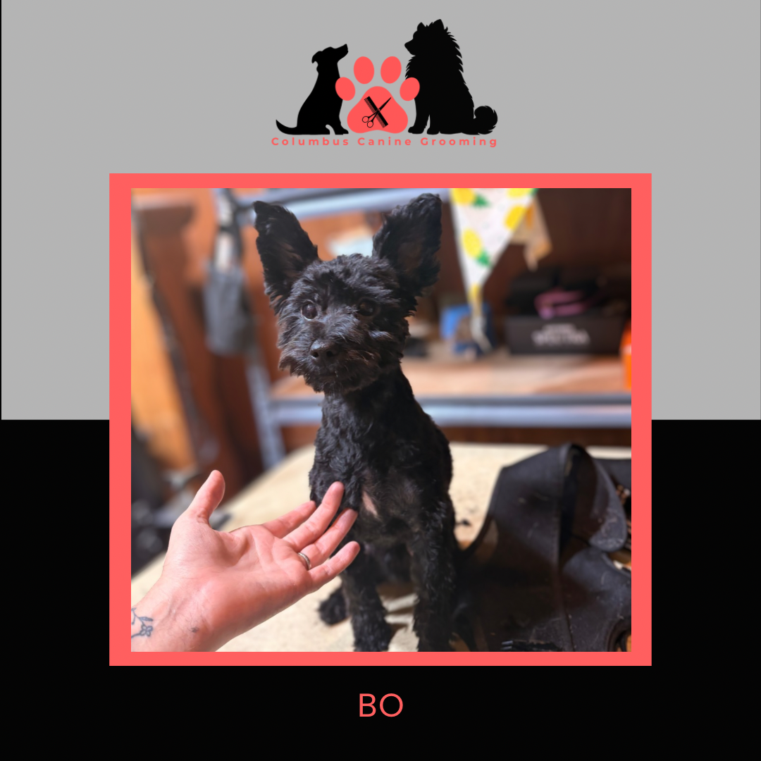 Columbus Canine Grooming temp 3 - 1 6.PNG