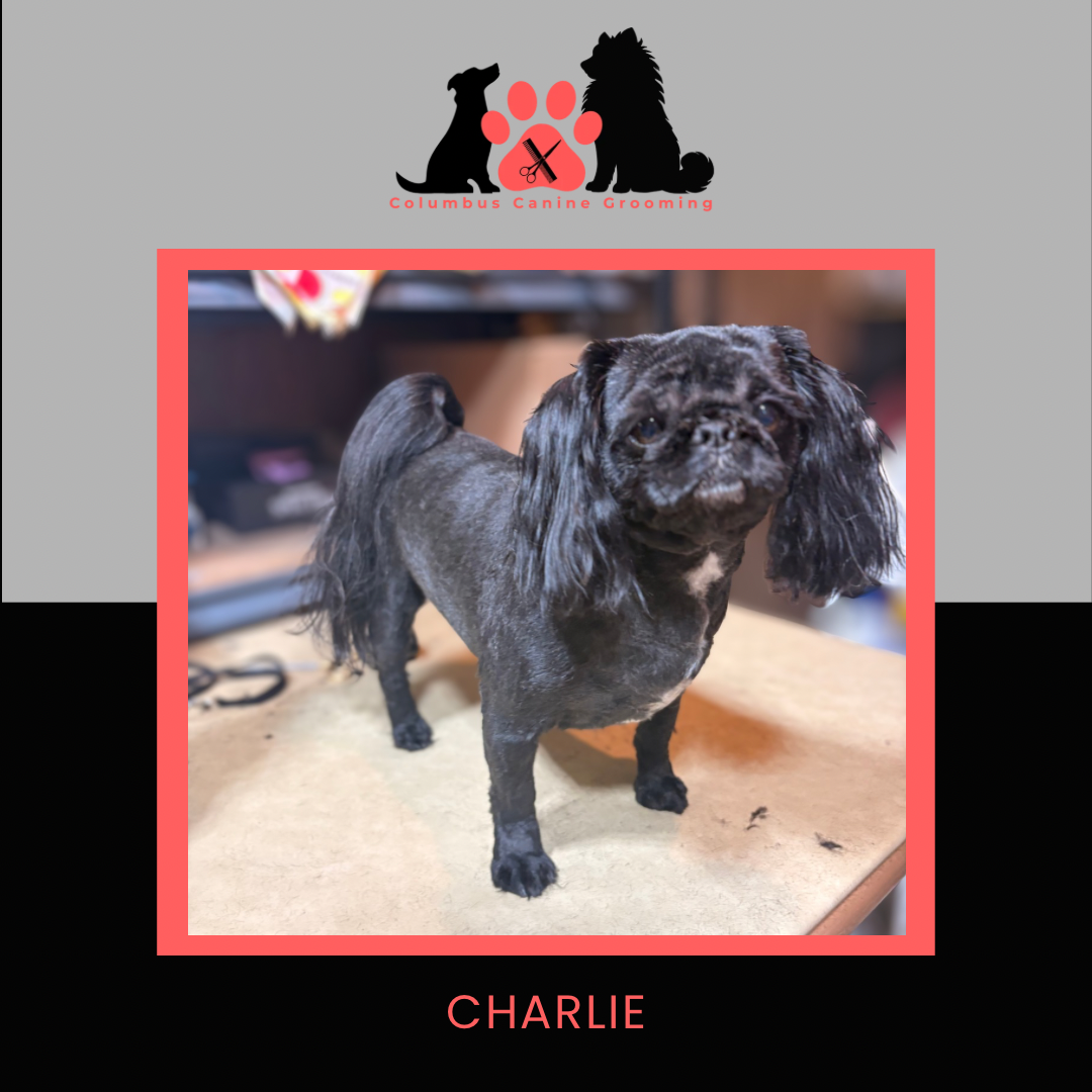 Columbus Canine Grooming temp 3 - 61.PNG