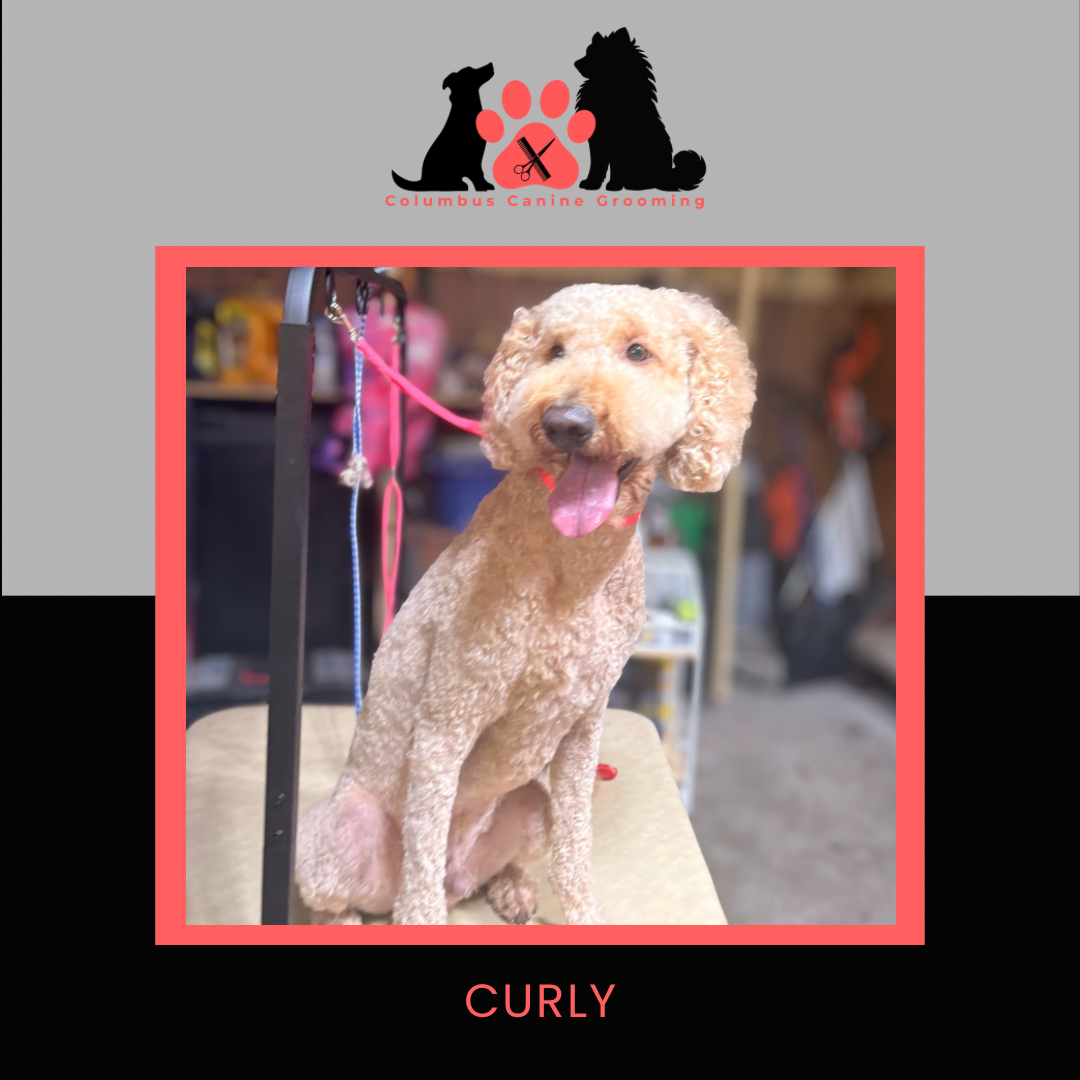 Columbus Canine Grooming temp 3 - 23.PNG