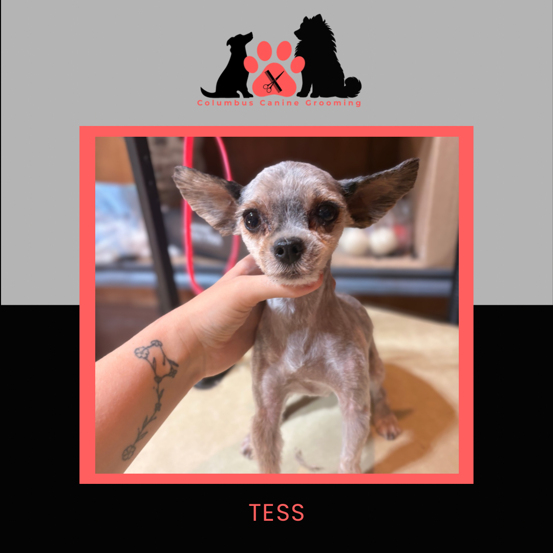 Columbus Canine Grooming temp 3 - 3.PNG