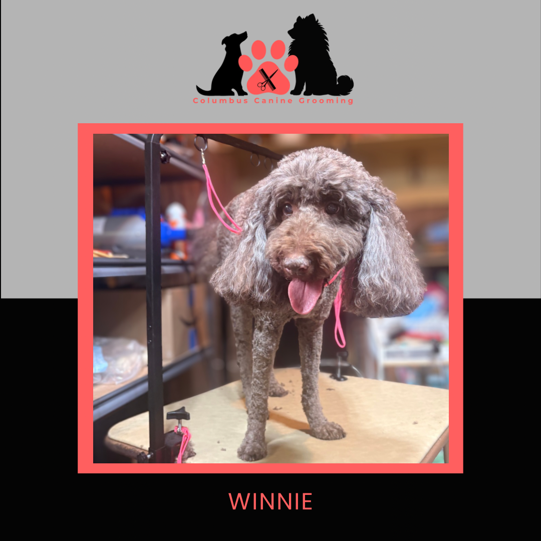 Columbus Canine Grooming temp 3 - 16.PNG