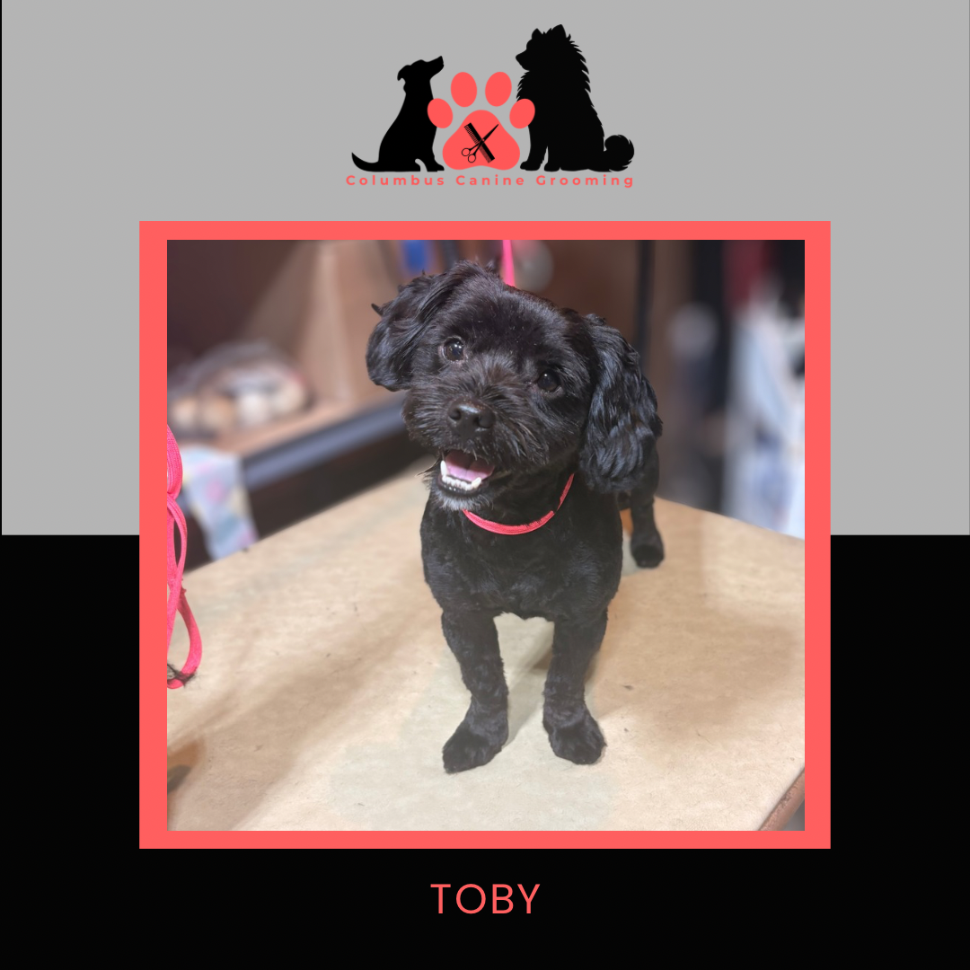 Columbus Canine Grooming temp 3 - 38.PNG