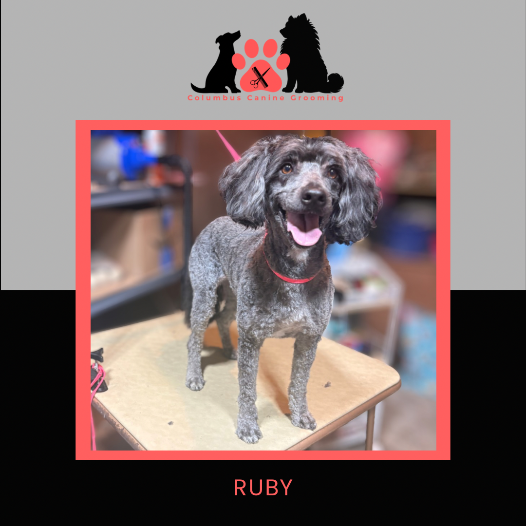 Columbus Canine Grooming temp 3 - 29.PNG
