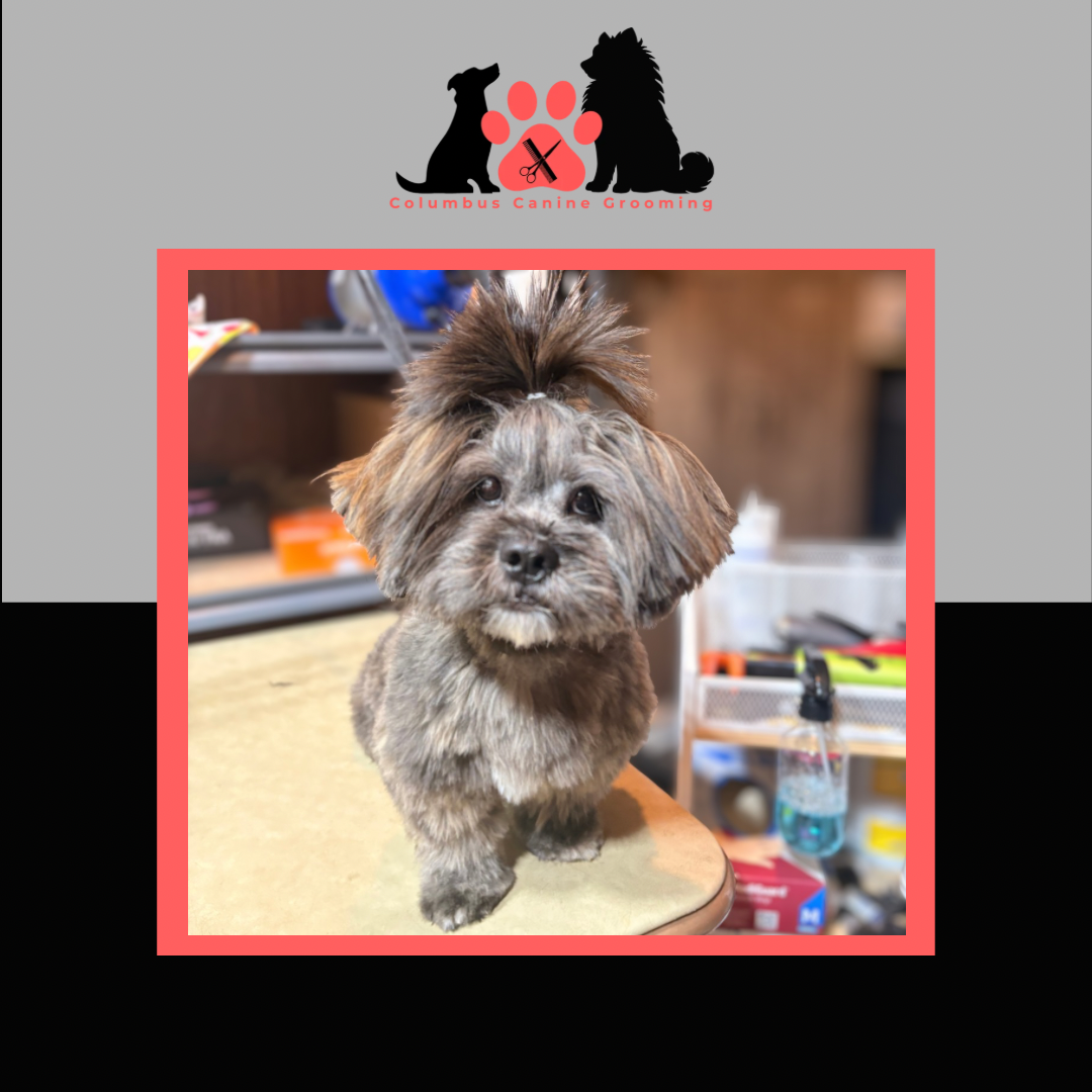 Columbus Canine Grooming temp 3 - 63.PNG