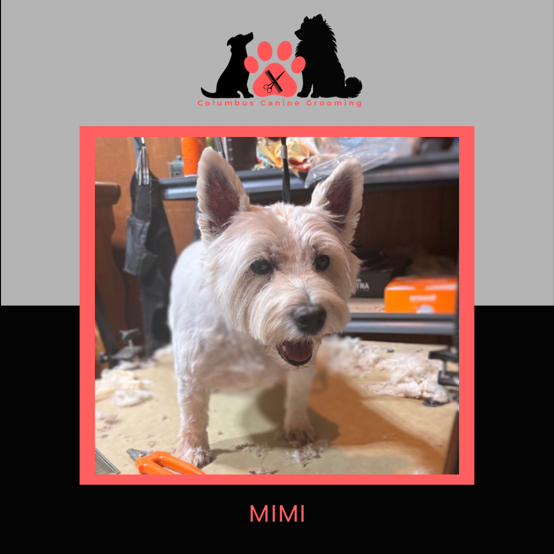 Columbus Canine Grooming temp 3 - 69.PNG