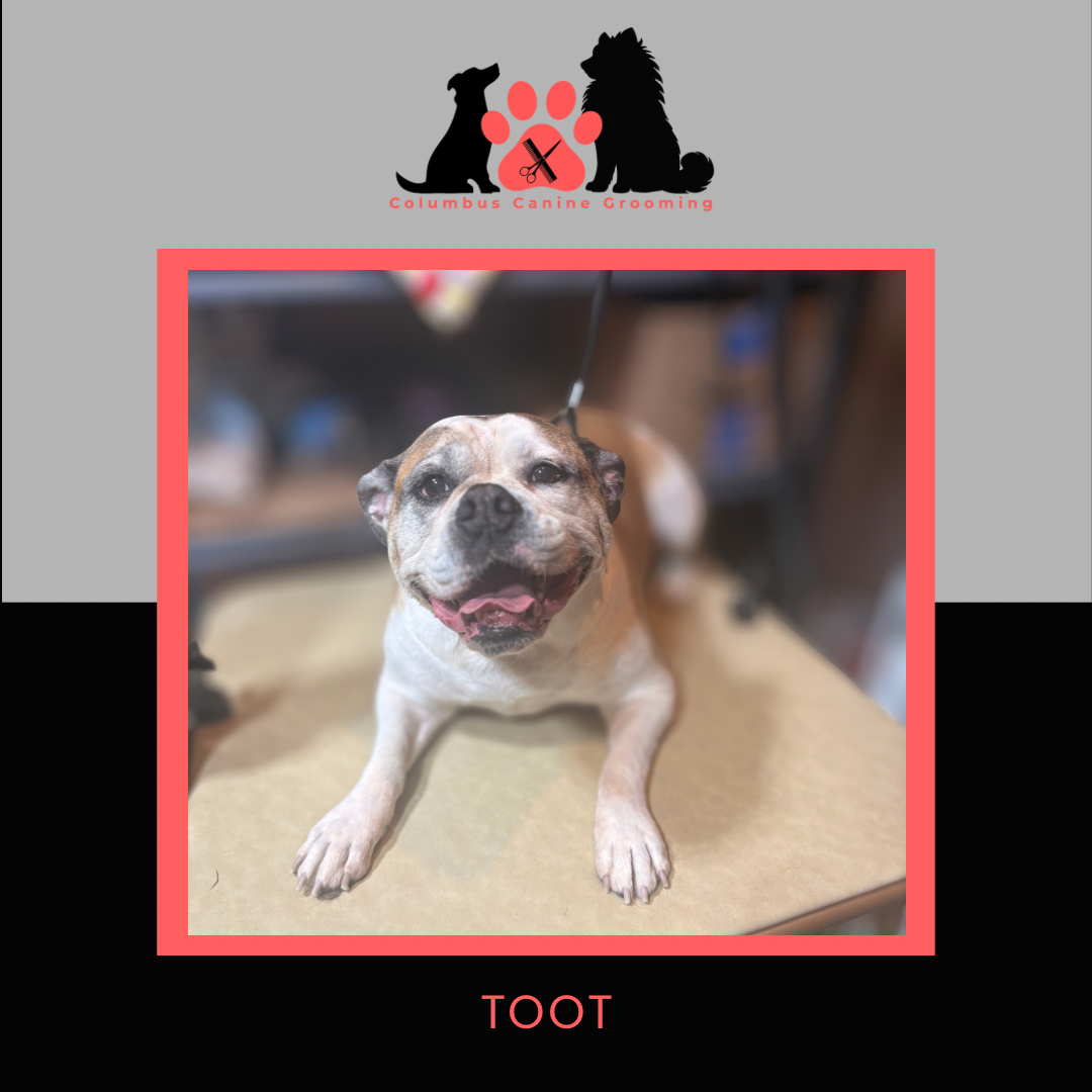 Columbus Canine Grooming temp 3 - 62.PNG