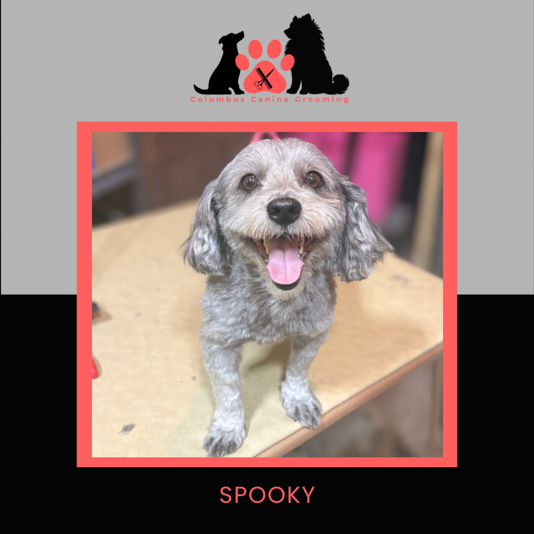 Columbus Canine Grooming temp 3 - 5.PNG
