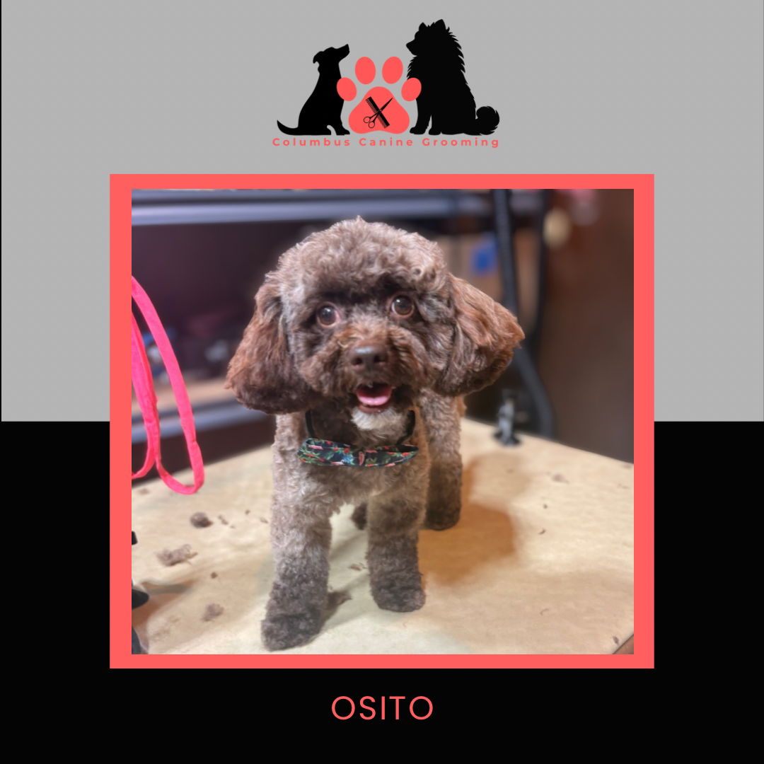 Columbus Canine Grooming temp 3 - 48.PNG