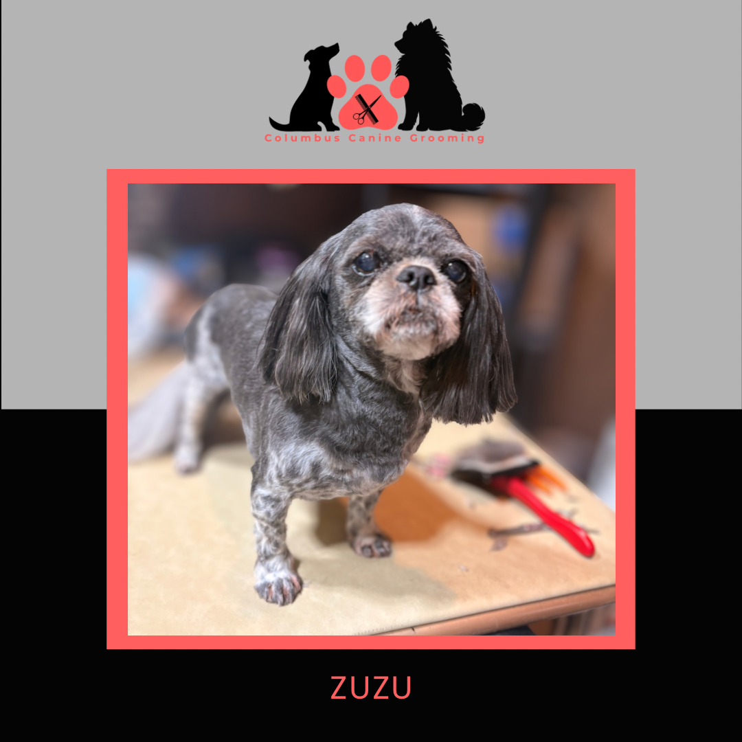Columbus Canine Grooming temp 3 - 60.PNG