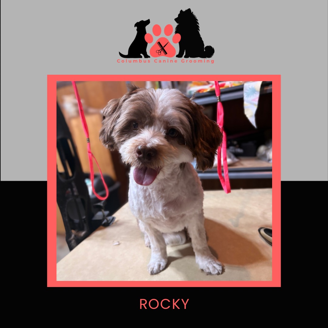 Columbus Canine Grooming temp 3 - 43.PNG