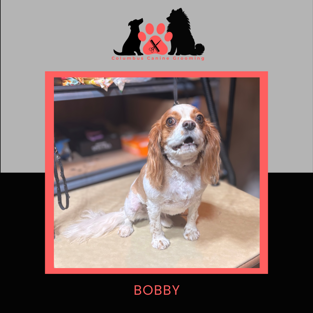 Columbus Canine Grooming temp 3 - 68.PNG