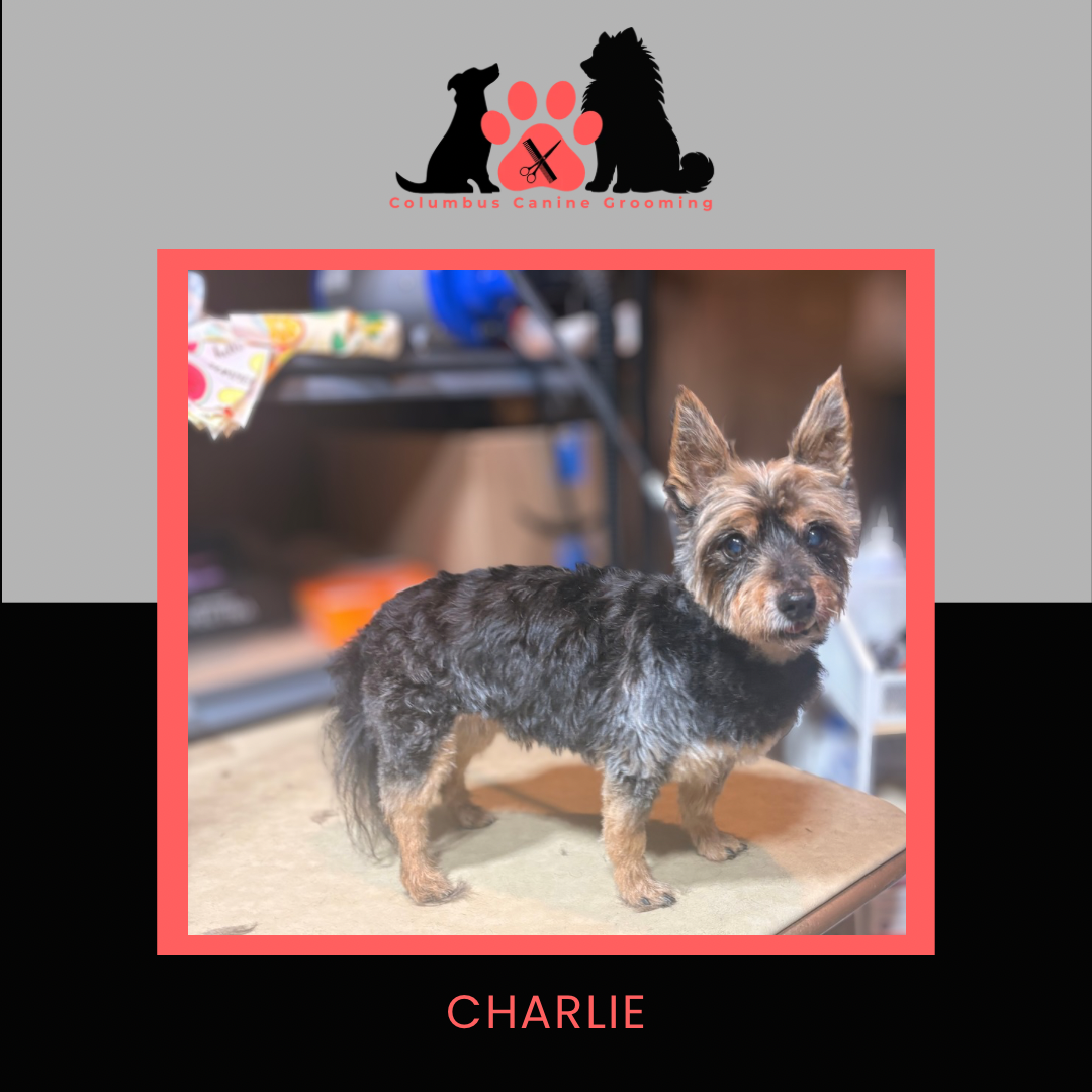 Columbus Canine Grooming temp 3 - 65.PNG