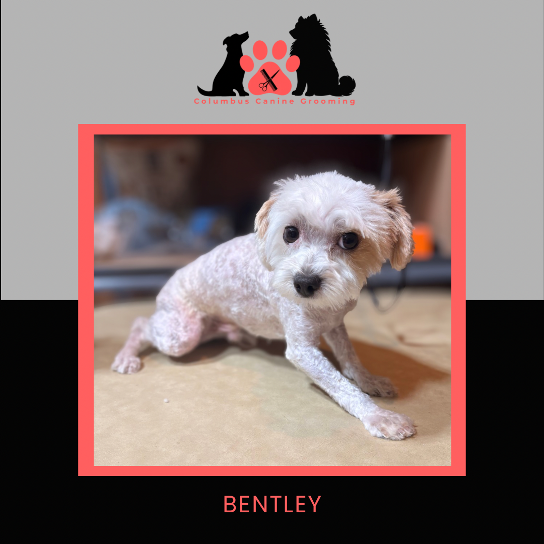 Columbus Canine Grooming temp 3 - 59.PNG