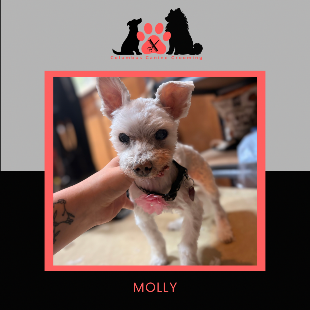 Columbus Canine Grooming temp 3 - 1 3.PNG