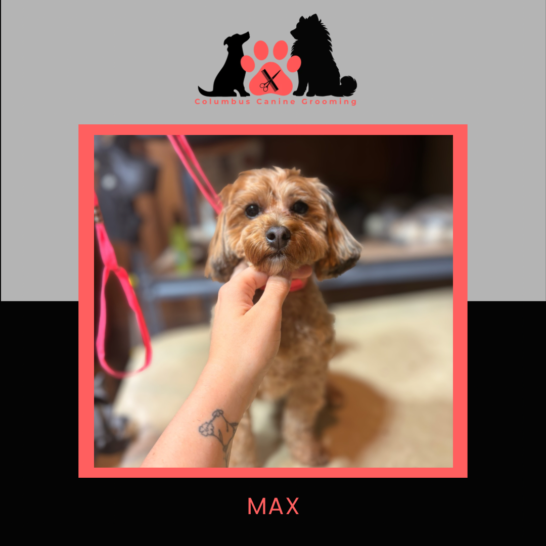 Columbus Canine Grooming temp 3 - 40.PNG
