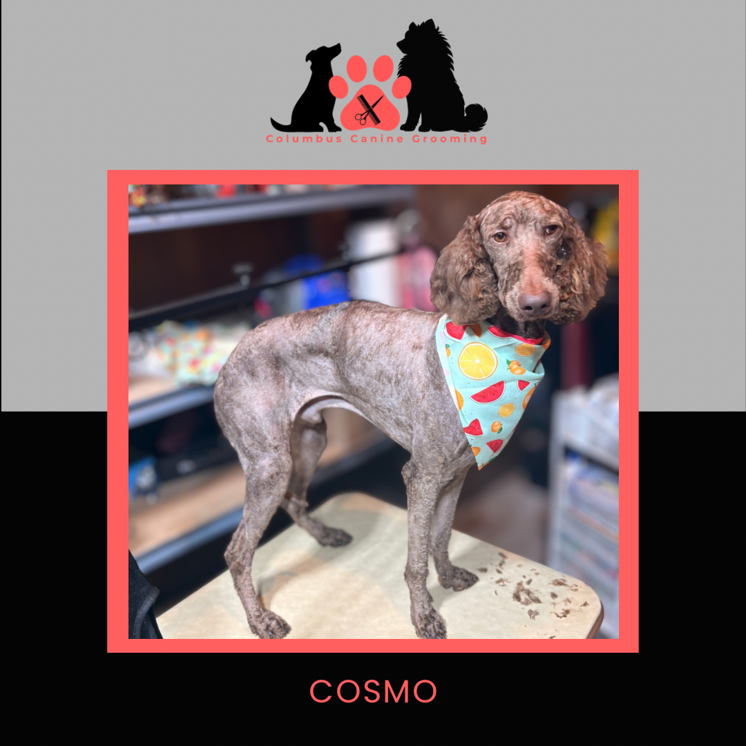 Columbus Canine Grooming temp 3 - 46.PNG